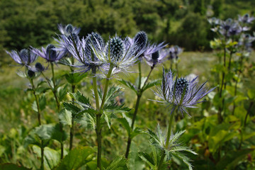 Sea Holly - Eryngium - flowers
