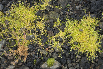 Zartes Grün im Steinbruch (Vulkangestein) auf der Reykjanes-Halbinsel - Island