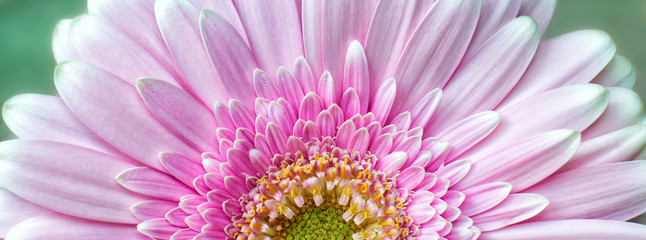 Pink Chrysanthemum