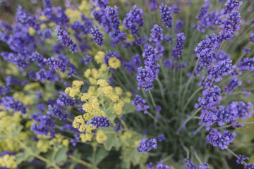 Fototapeta na wymiar bunch of lavender flowers