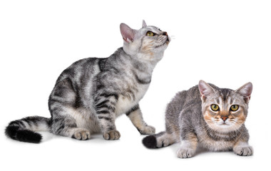 Cat on the white background