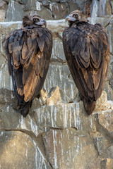 The couple of white tailed eagles