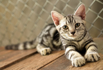 Cat in the cage