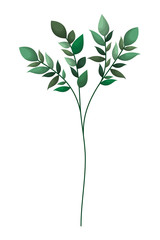 branch with leafs isolated icon
