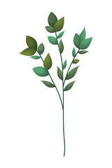 branch with leafs isolated icon