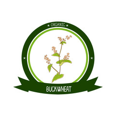 Buckwheat. Flower, leaves and stem. Sketch. Color pattern. Sticker, emblem, logo