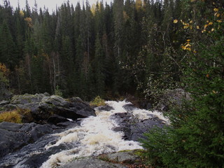 mountain river in the forest