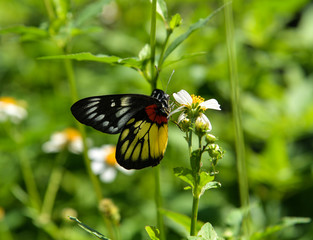 butterfly on flower