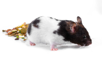  hamster eating some food on a white background