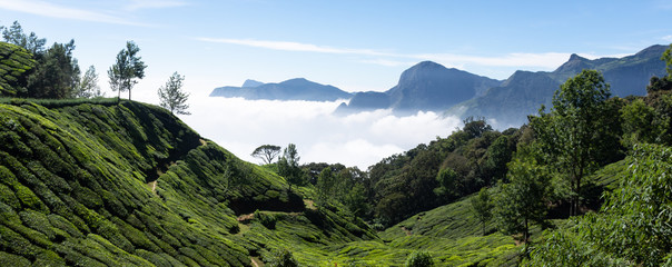 Plantations de thé, Munnar, Top Station, Inde