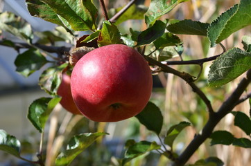 Apfel