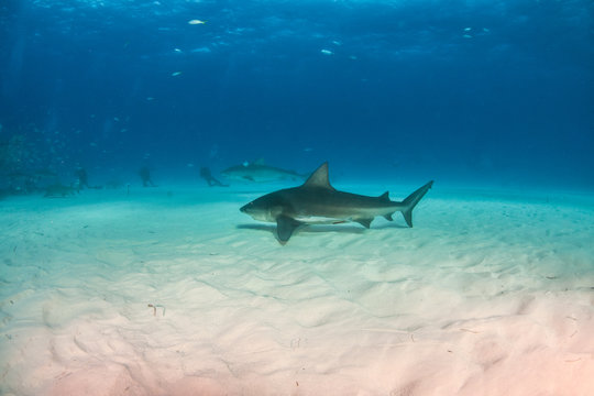 Bulls shark at the Bahamas