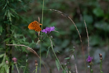 Farfalla