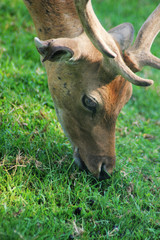 Testa di daino con ferita all' orecchio