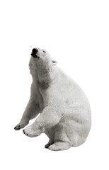 The polar bear stands on its hind legs and asks for food on a white isolated background