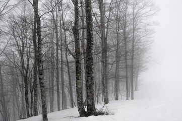 冬山と林