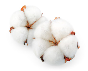 Cotton plant flowers isolated on white background