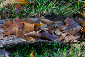 Brown leaves resting on dried bark in the autumn