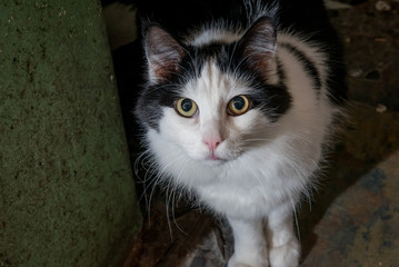 mirada de gato blanco con negro
