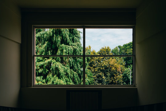 WINDOW FOREST
