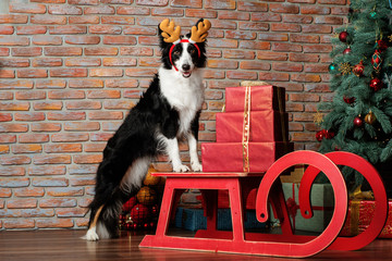 border collie dog new year portrait on sleigh with gifts and christmas tree