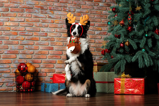 border collie dog funny new year portrait with horns and a handbag near the christmas tree with gifts