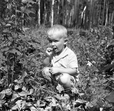 Boy eating berries from the bush