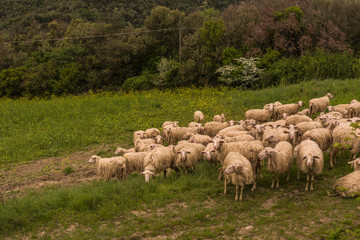 Tuscany, Italy - flock of sheep grazing 