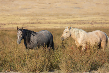 Wild Horses in the Utah Desert