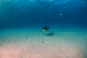 Fototapeta na wymiar Tiger shark at Tigerbeach, Bahamas