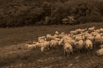 Naklejka na ściany i meble Tuscany, Italy - flock of sheep grazing 