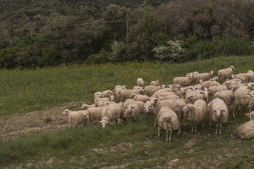 Tuscany, Italy - flock of sheep grazing 
