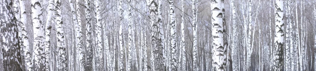 Photo sur Plexiglas Bouleau photo panoramique d& 39 une belle scène avec des bouleaux dans la forêt de bouleaux d& 39 automne en novembre parmi d& 39 autres bouleaux dans la forêt de bouleaux