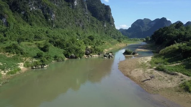 cow stands on sandy reach of river meandering in valley