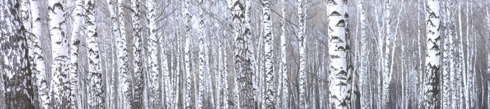 Fototapeta panoramic photo of beautiful scene with birches in autumn birch forest in november among other birches in birch grove