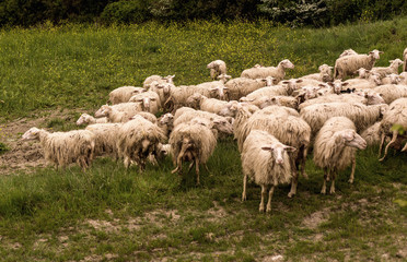 Tuscany, Italy - flock of sheep grazing 