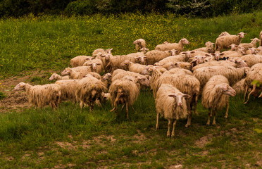 Tuscany, Italy - flock of sheep grazing 
