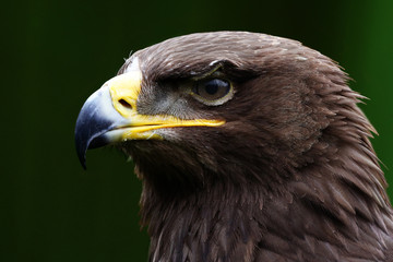 eagle portrait with natural background;