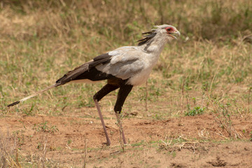 Secretary Bird walking in Tanzania