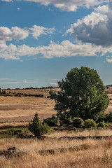 Fototapeta na wymiar Castilla fields, near Saint James Way. Leon, Spain.