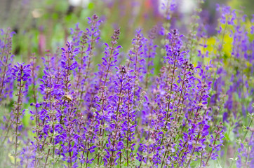 Naklejka premium sage