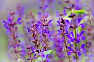 purple flowers