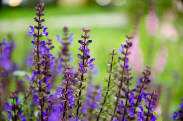 sage