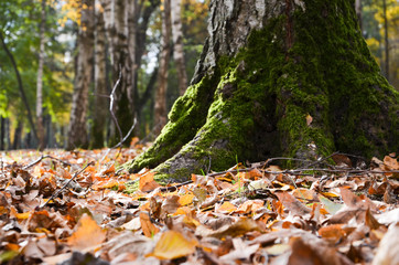 autumn leaves in forest