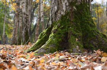 autumn in the park