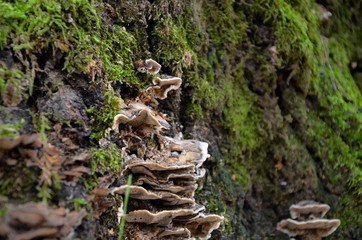mushrooms in forest