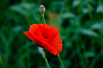 poppy on green background