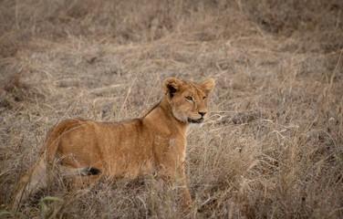Young lion in tall grass in Serengeti