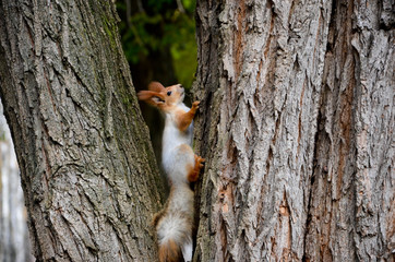 squirrel on tree