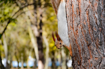 squirrel on tree